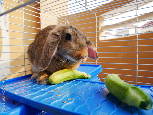 Feeding cute rabbit with fresh cucumber in the cage.  Lovely pet concept. 