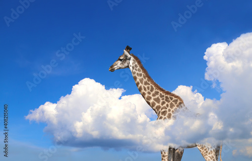 Horizontal banner with giraffe above clouds © frenta