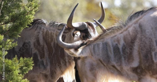 Closeup of Wildebeest Gnu Face with Horns in Herd Looking at Camera, Static photo