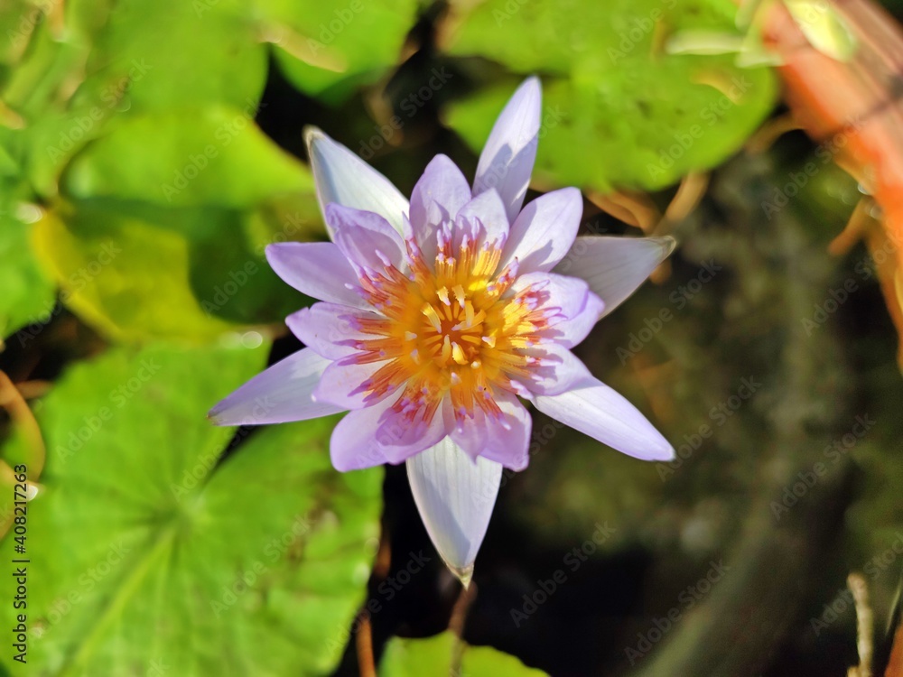 Beautiful purple lotus flowers or water lily blossom with green leaves and water background in clay basin. Beautiful purple lotus flowers or water lily blossom with green leaves and water background in clay basin.