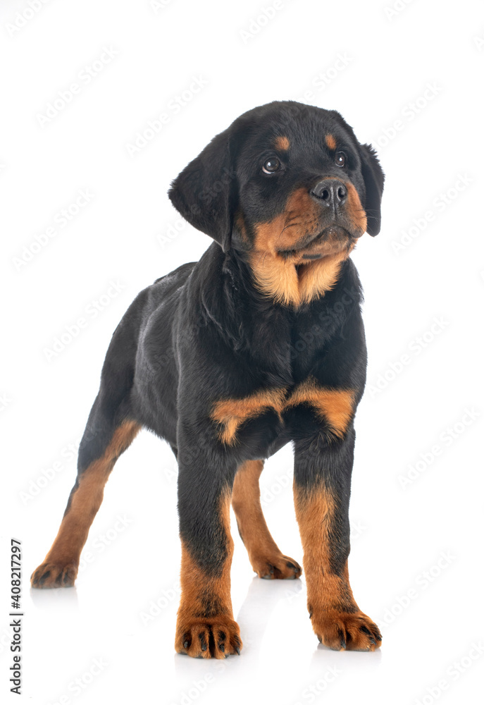 puppy rottweiler in studio puppy rottweiler in studio