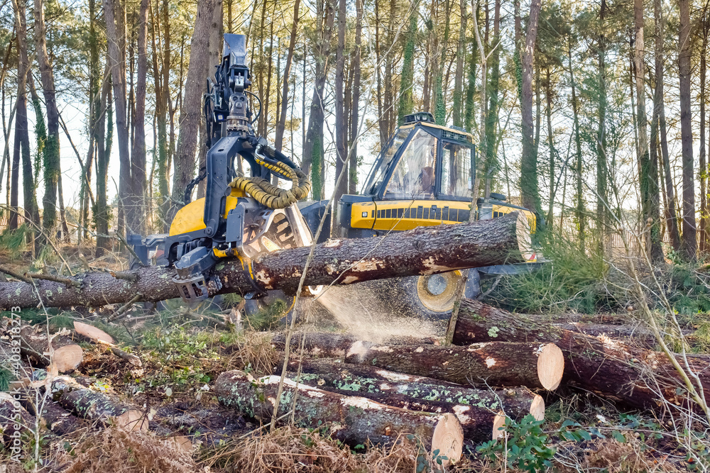 machine for cutting tree trunks used in the forestry industry machine for cutting tree trunks used in the forestry industry