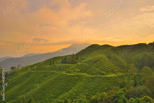 Sunset over tea garden near Darjeeling.