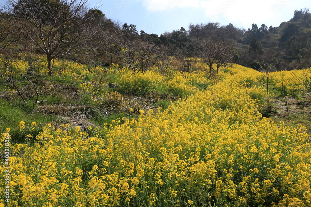 春の山に咲く菜の花