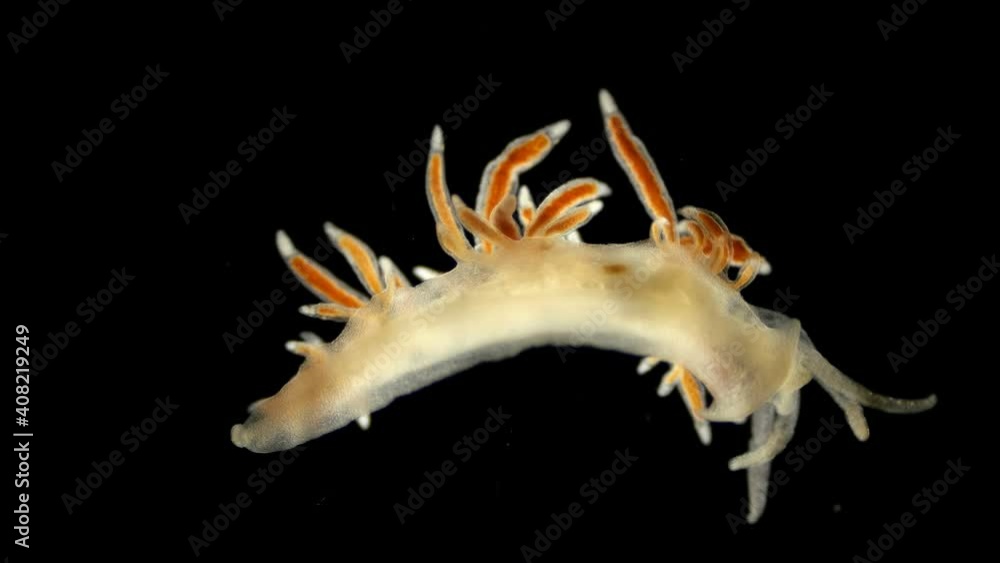 Sea slug Coryphella sp. under a microscope, of the Coryphellidae family ...