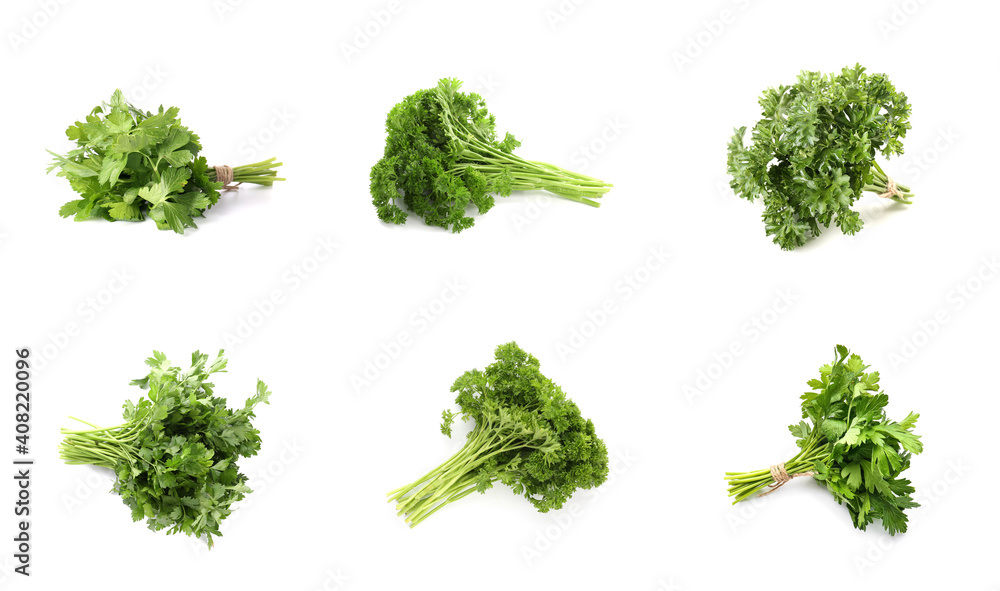 Fresh parsley on white background Fresh parsley on white background