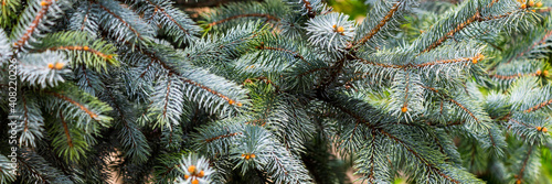 Obraz na plátně Branches of spruce or conifer background