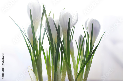 Crocus  plural crocuses or croci is a genus of flowering plants in the iris family. A single crocus  a bunch of crocuses  a meadow full of crocuses  close-up crocus. Crocus on a white background.
