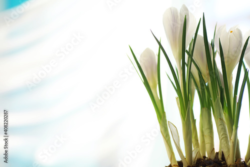 Crocus  plural crocuses or croci is a genus of flowering plants in the iris family. A single crocus  a bunch of crocuses  a meadow full of crocuses  close-up crocus. Crocus on a white background.