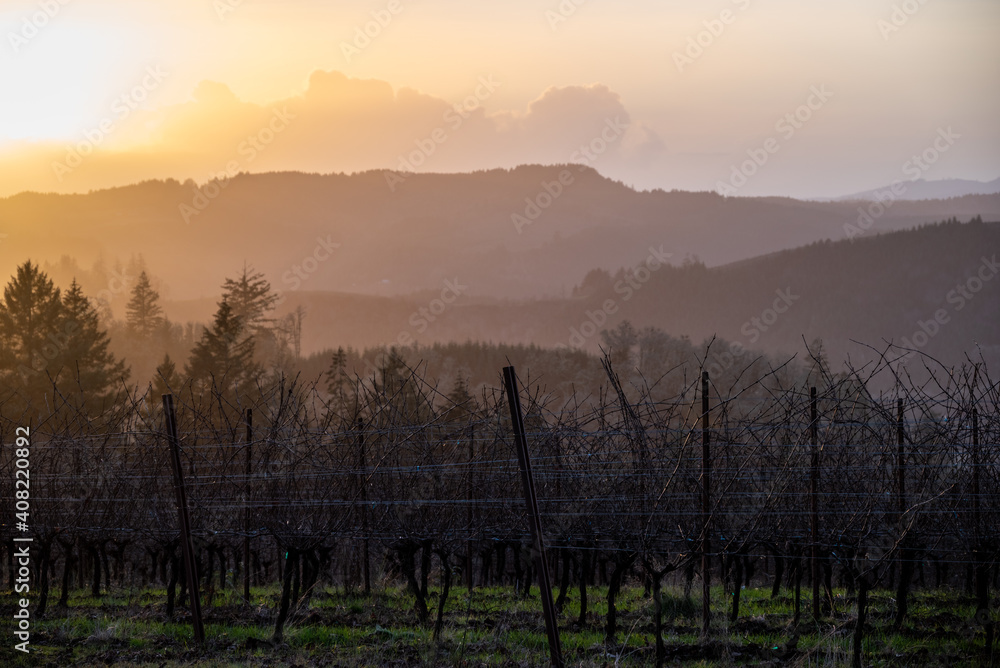 Looking beyond bare winter vines in an Oregon vineyard to layers of hazy hills glowing in the setting sun. 