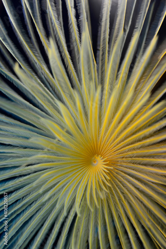 Sabella spallanzanii. Bodrum, Muğla  Turkey photo