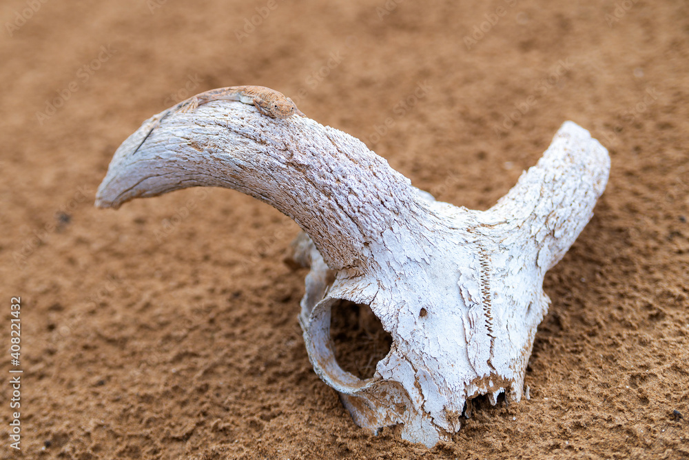 Spotted toad-headed Agama on a skull or bone Spotted toad-headed Agama on a skull or bone