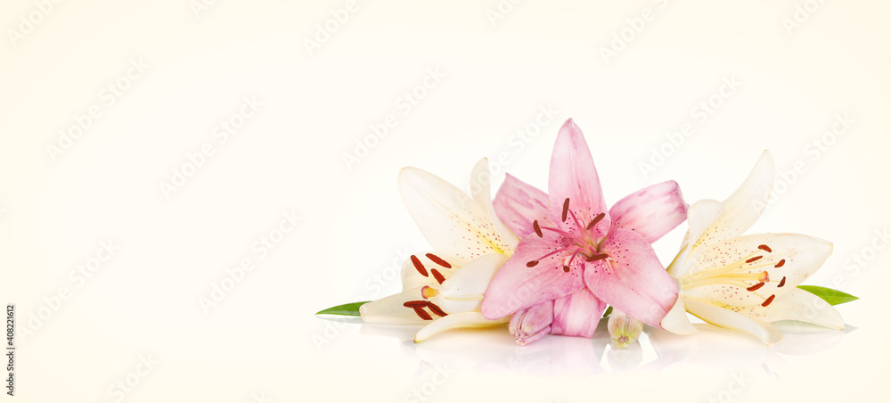 Fototapeta premium Colorful lily flowers