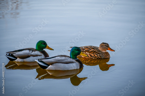 A group of Mallards swimming at Menifee, California photo