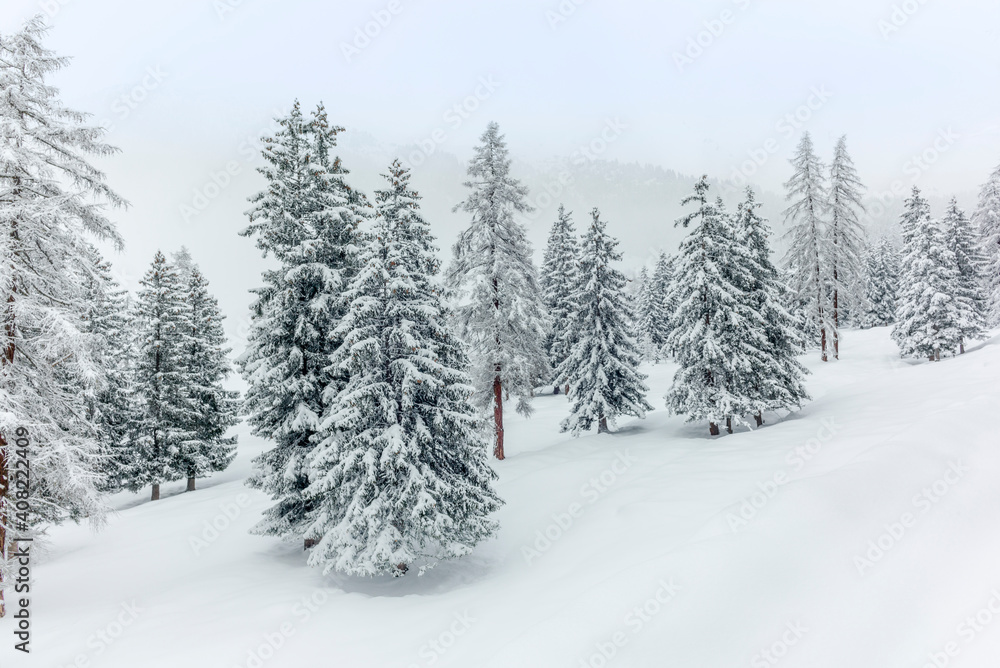 Ski touring in the mountains and forest above Alvaneu in the Swiss Alps