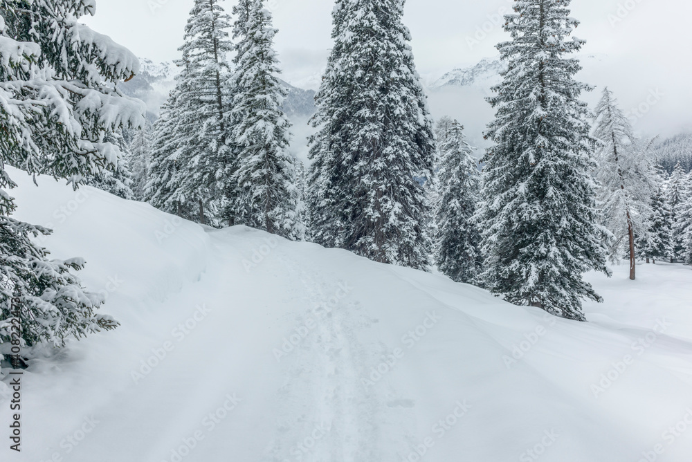 Ski touring in the mountains and forest above Alvaneu in the Swiss Alps Ski touring in the mountains and forest above Alvaneu in the Swiss Alps