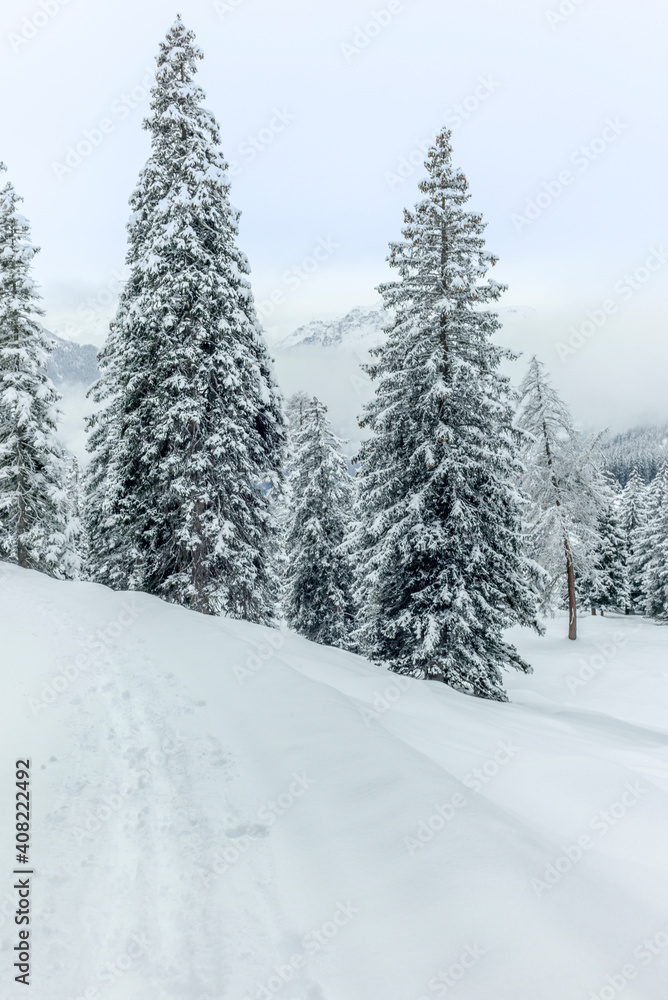 Ski touring in the mountains and forest above Alvaneu in the Swiss Alps Ski touring in the mountains and forest above Alvaneu in the Swiss Alps