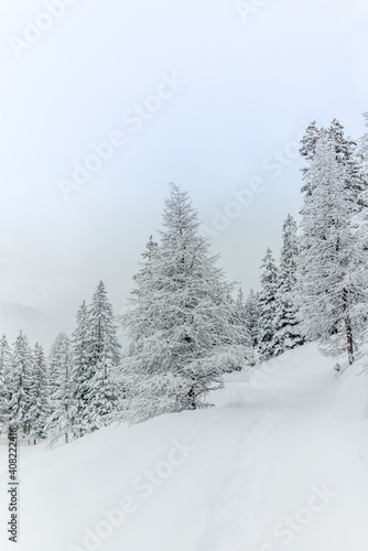 Ski touring in the mountains and forest above Alvaneu in the Swiss Alps © gdefilip