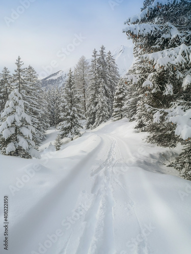 Ski touring in the mountains and forest above Alvaneu in the Swiss Alps © gdefilip