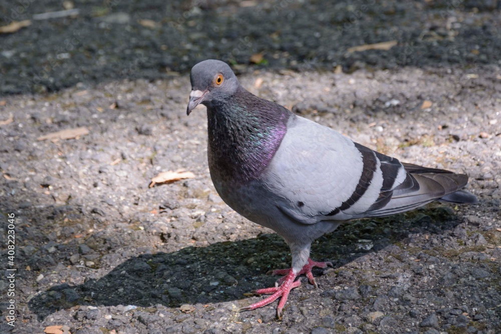 Obraz premium pigeon in the park