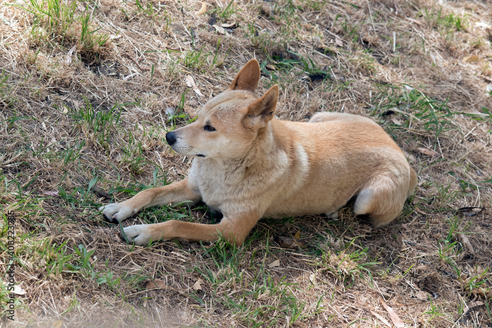 the golden dingo is resting on the grass the golden dingo is resting on the grass