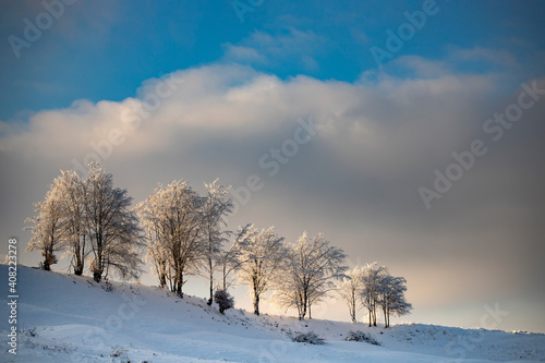 Winter trees in sunset. © erika8213