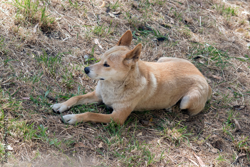 the golden dingo is resting on the grass