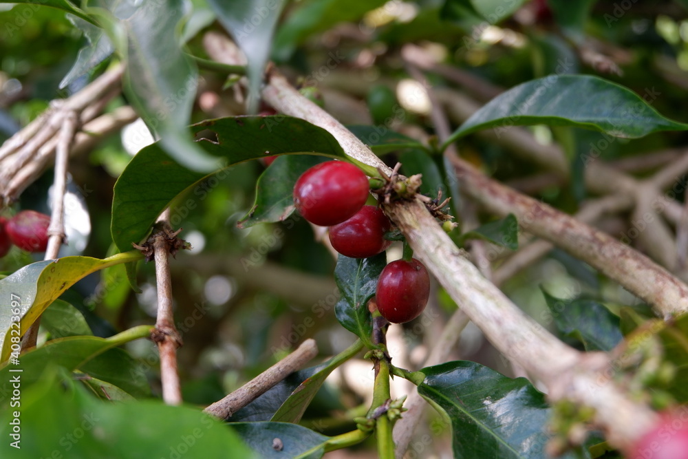 cherries on a branch coffee bean seeds