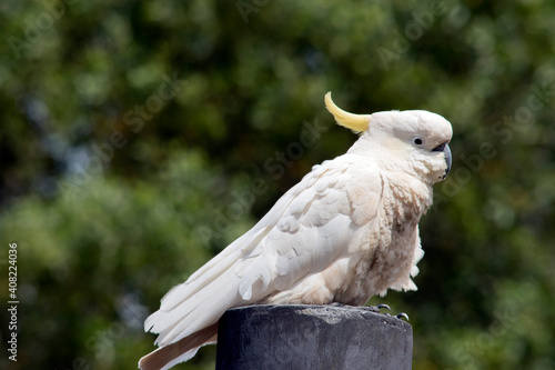 this is a side view of a  sulphur crested cockatoo photo