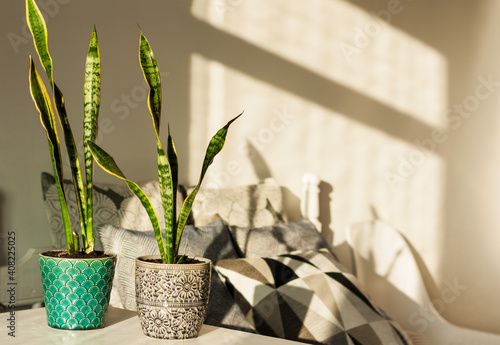 Cozy home interior decor, Sansevieria (snake plant) in ceramic pots on a white table on the background of a bed with decorative pillows, modern design on a sunny day.