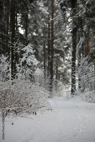 Winter landscape. Forest under the snow. Winter in the park.