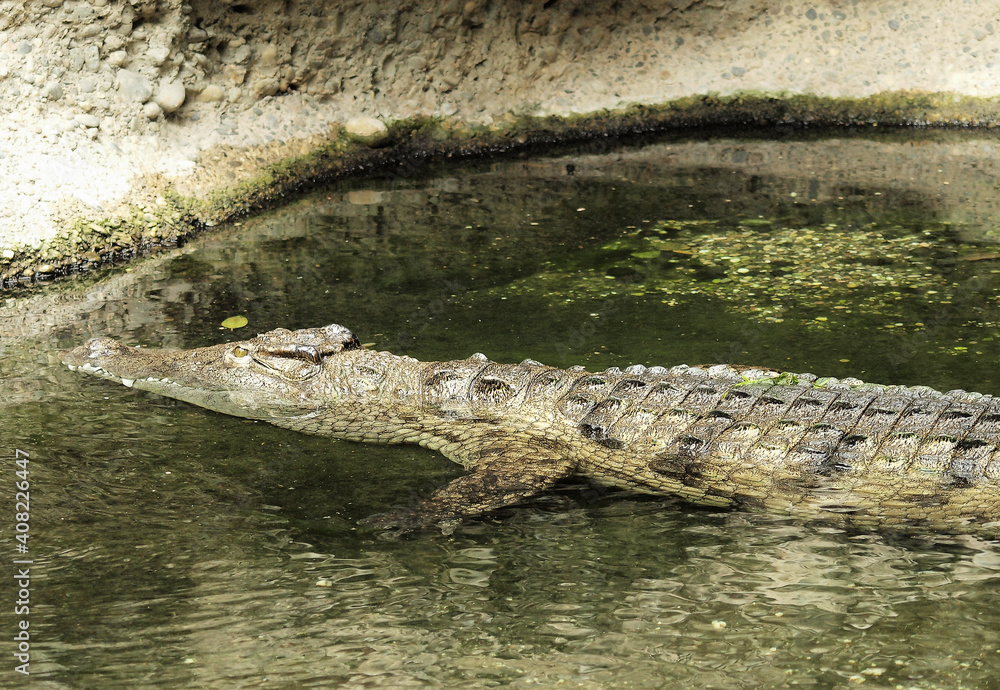 (Crocodylus niloticus) Crocodile du Nil, corps à longue queue, pattes palmées, machoire puissante à moitié submergé dans l'eau (Crocodylus niloticus) Crocodile du Nil, corps à longue queue, pattes palmées, machoire puissante à moitié submergé dans l'eau