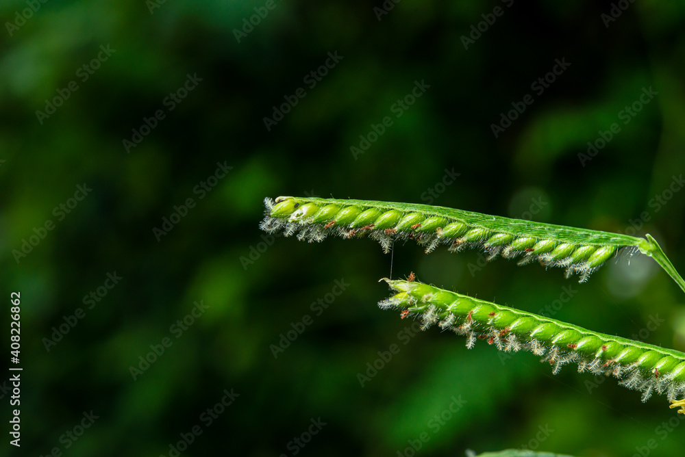 Some pollen that has already bloomed