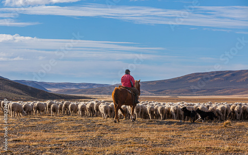 Sheep farming in Patagonia: a Gaucho on horseback with his sheep in the endless landscape of Tierra del Fuego