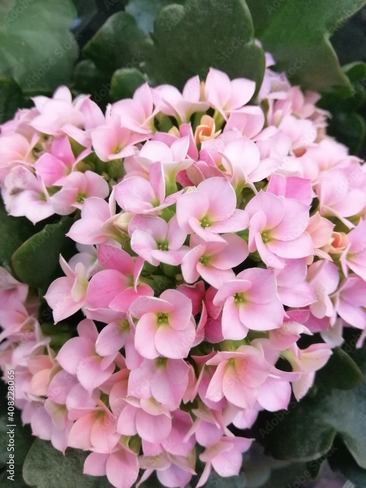 beautiful colorful bright blooming Kalanchoe flowers. A succulent plant. Floral Wallpaper beautiful colorful bright blooming Kalanchoe flowers. A succulent plant. Floral Wallpaper