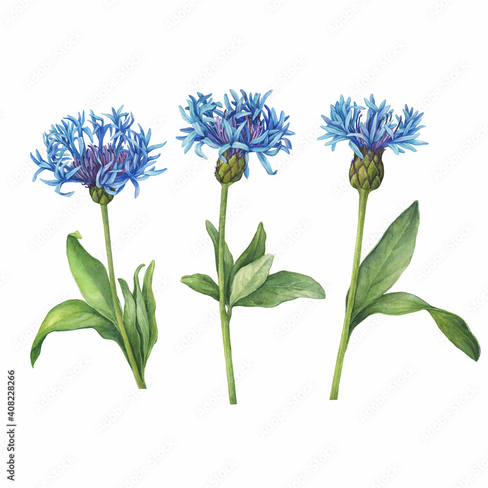 Set with blue mountain cornflower flowers. (Centaurea montana, bachelor's button, montane knapweed or mountain bluet). Watercolor hand drawn painting illustration isolated on white background.