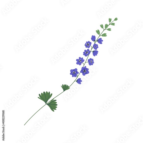 Fotografie, Obraz Delicate delphinium twig with violet flowers isolated on white background