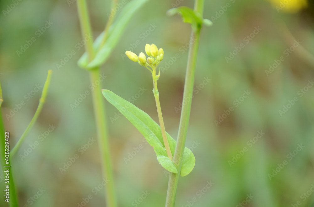 the green ripe mustered leaf with plant in the farm. the green ripe mustered leaf with plant in the farm.
