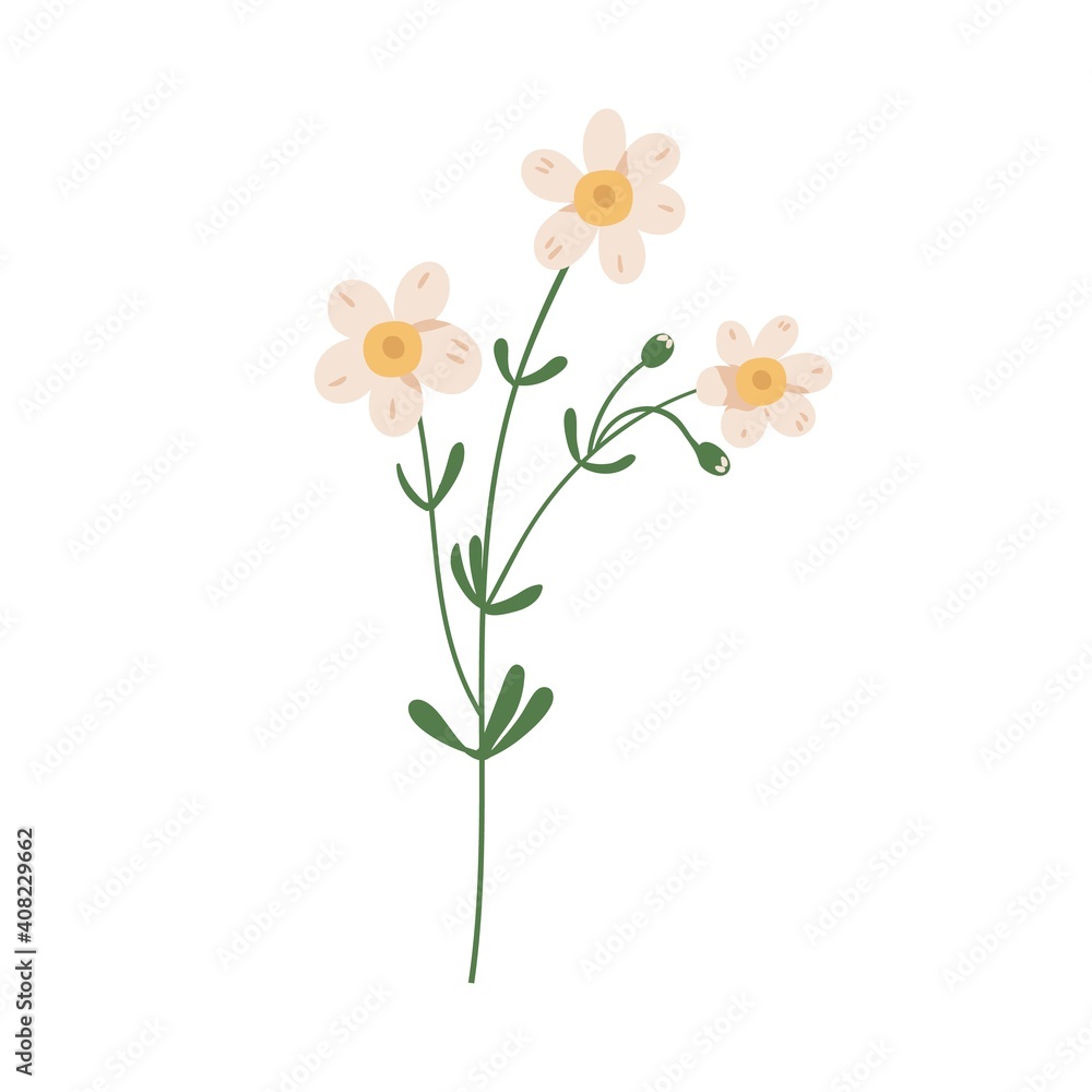 Forget-me-not flower isolated on white background. Delicate blooming forgetmenots. Botanical floral element. Colorful flat vector illustration