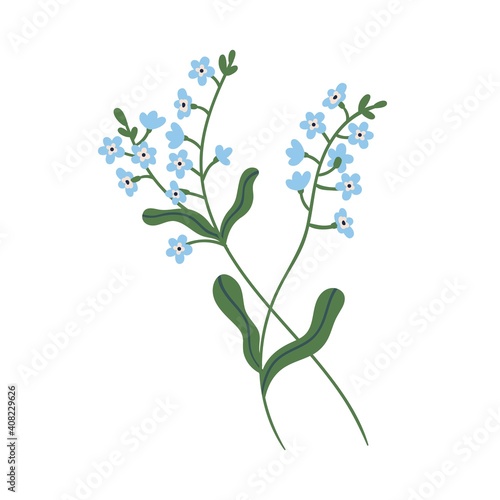 Small blue forget-me-not flowers on stem with leaves. Delicate blooming forgetmenots. Botanical floral element. Colorful flat vector illustration isolated on white background
