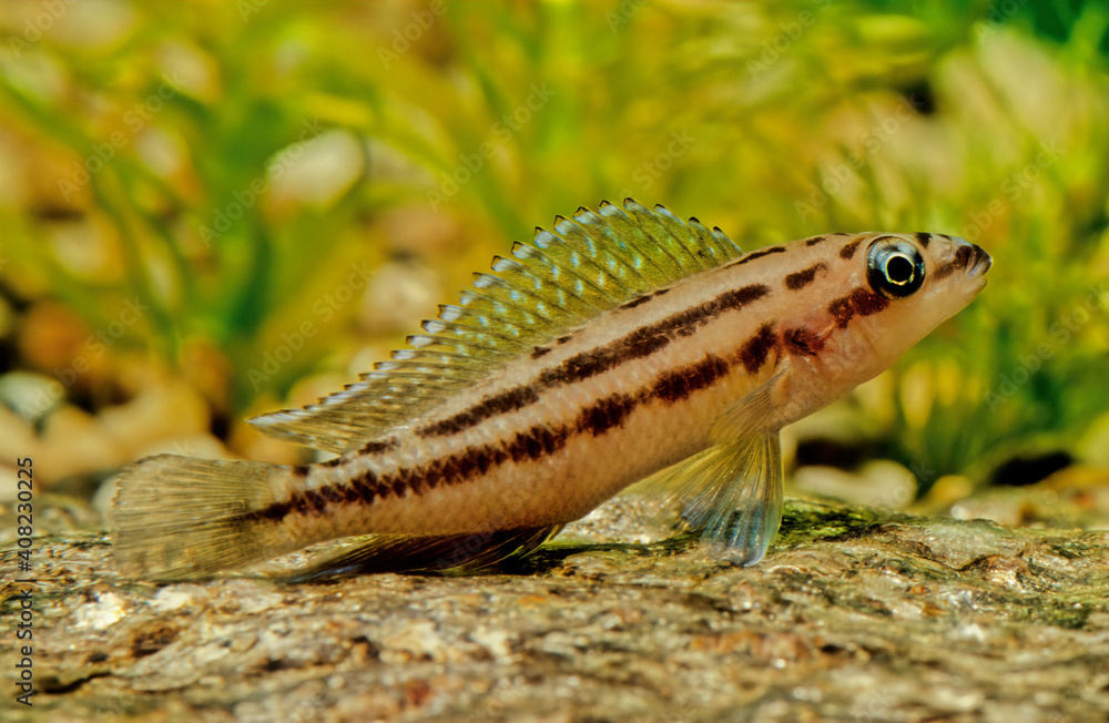 Julidochromis ornatus Golden julie Julidochromis ornatus Golden julie
