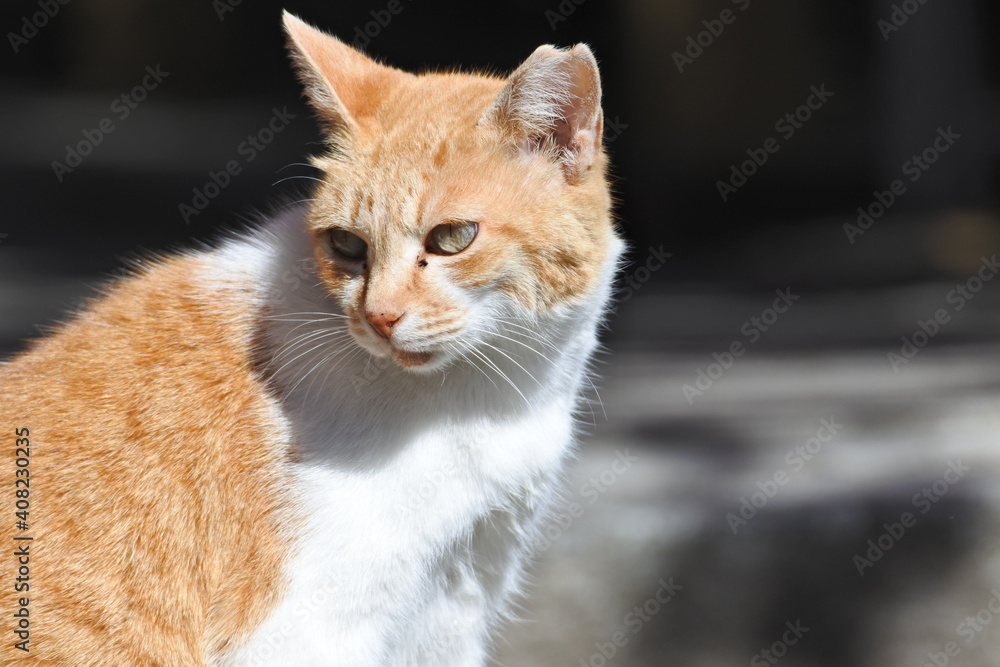 Orange and white bicolor cat is looking toward the left. Upper body.