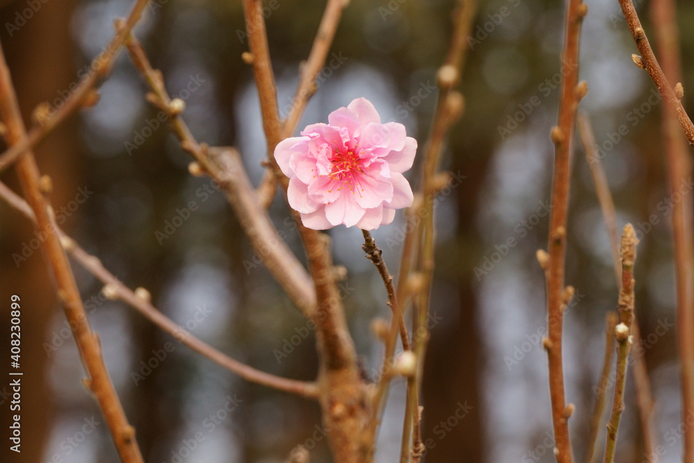 Peach blossom flower blooming on branch in the garden Peach blossom flower blooming on branch in the garden