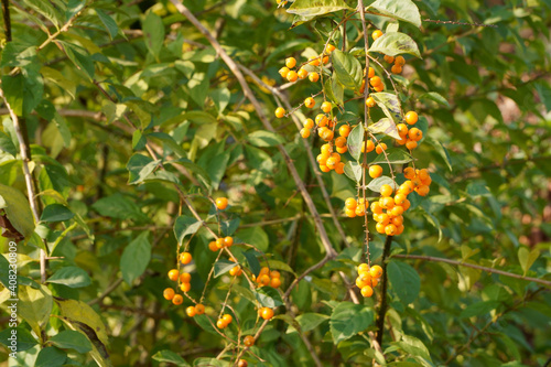 Duranta erecta fruits on branches in the morning. Golden dewdrop
