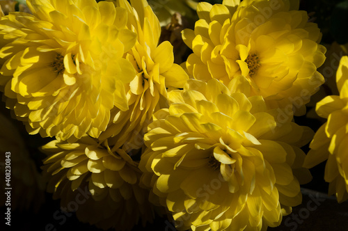 The Yellow Flowers of  Chrysanthemum, Greece Balkony, November