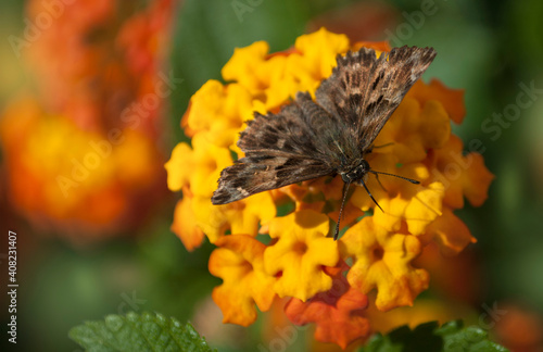 The Brown Butterfly on Sun, Flowers Of Lantana Canara