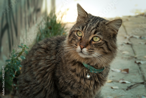 A Beautiful Gray Cat With Long Hair And Green Eyes With Necklace
