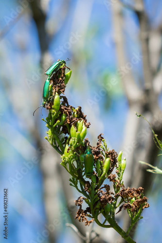 The Spanish fly (lat. Lytta vesicatoria) of the family Meloidae.