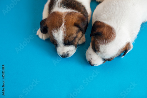 Fototapeta Naklejka Na Ścianę i Meble -  Small puppy dog