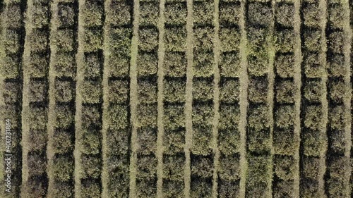 Almond Orchards in the Fall Central Valley California Drone Aerial View